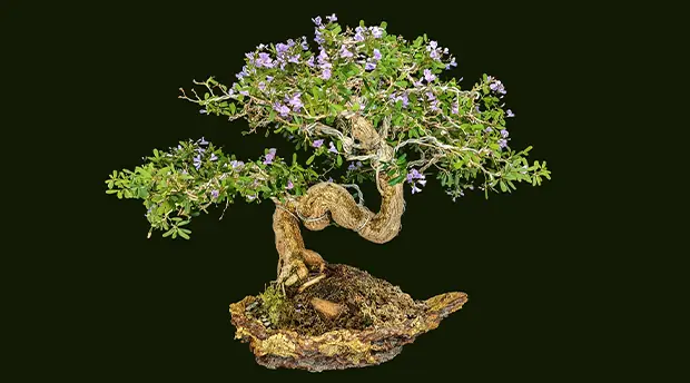 Authentic Bonsai Authentic Bonsai